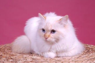 Birman Red point.jpg